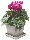 Promo Mini cyclamen en pot carré à 3,99 € dans le catalogue Botanic à Thonon-les-Bains