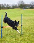 Agility-Set für Hunde Angebote von ROMEO bei ALDI SÜD Moers für 9,99 €