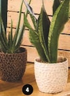 Mixte plantes vertes en promo chez Super U Boulogne-Billancourt à 9,99 €