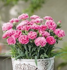 Hagebaumarkt Schülp - Edelnelke Angebot im Prospekt Edelnelke bei Hagebaumarkt im Schülp Prospekt für 1,99 €