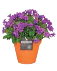 EDEKA Dahmen - Dahlien Angebot im Prospekt Dahlien bei EDEKA im Dahmen Prospekt für 5,99 €