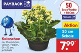 Kalanchoe Angebote bei Netto Marken-Discount Borken für 7,99 €