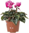 Cyclamen en promo chez Lidl La Rochelle à 1,59 €
