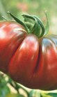 Trio de tomates anciennes Bio - INVIVO Nous on sème dans le catalogue Jardiland