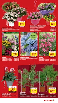 Hortensie im toom Baumarkt Prospekt "Respekt, wer's selber macht." mit 14 Seiten (Freiburg (Breisgau))