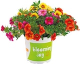 Blooming Joy Mix bei Netto mit dem Scottie im Hoppegarten Prospekt für 2,49 €