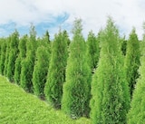 Thuja Brabant Angebote bei Thomas Philipps Oberhausen für 4,99 €