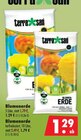 Blumenerde Angebote von terra san bei Mäc-Geiz Eberswalde für 1,29 €