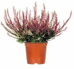 BESENHEIDE (CALLUNA VULGARIS) bei OBI im Schwarzenbruck Prospekt für 2,99 €