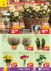 Ähnliche Fuchsie Angebote im Prospekt "Aktuelle Angebote" von Netto Marken-Discount Ähnliches Angebot bei Netto Marken-Discount in Prospekt "Aktuelle Angebote" gefunden auf Seite 10