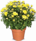 Chrysantheme für 2,99 € bei Netto Marken-Discount im Angebot Chrysantheme im aktuellen Netto Marken-Discount Prospekt