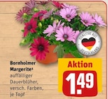 Bornholmer Margerite Angebote bei REWE Remscheid für 1,49 €
