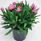Aktuelle Pflanzen Angebote bei Zimmermann in Bremerhaven Aktuelles Strohblume Angebot bei Zimmermann in Bremerhaven ab 1,99 €