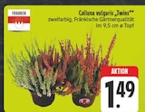 Calluna vulgaris "Twins" bei EDEKA im Bad Berka Prospekt für 1,49 €