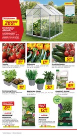 Aktueller toom Baumarkt Prospekt mit Tomaten, "Respekt, wer's selber macht.", Seite 12