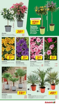 Zimmerpflanzen im toom Baumarkt Prospekt "Respekt, wer's selber macht." mit 26 Seiten (Essen)