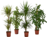 GRANDES PLANTES VERTES - SANS MARQUE - Auchan Hypermarché à Boulogne-Billancourt GRANDES PLANTES VERTES - SANS MARQUE en promo chez Auchan Hypermarché Boulogne-Billancourt à 19,99 €