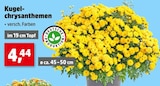 Thomas Philipps Nieder-Olm - Kugelchrysanthemen Angebot im Prospekt Kugelchrysanthemen bei Thomas Philipps im Nieder-Olm Prospekt für 4,44 €