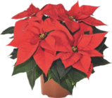 Poinsettia - GARDENLINE - Aldi Poinsettia - GARDENLINE à 2,79 € dans le catalogue Aldi