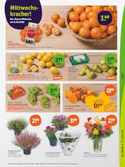 Aktueller tegut Prospekt mit Blumen, "tegut… gute Lebensmittel", Seite 5