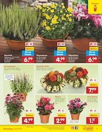 Netto Marken-Discount Alpenveilchen im Prospekt 