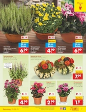 Blumen im Netto Marken-Discount Prospekt in Neumünster Aktueller Netto Marken-Discount Prospekt mit Blumen, "Aktuelle Angebote", Seite 7