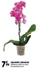 ORCHIDÉE 1 BRANCHE en promo chez Auchan Hypermarché ORCHIDÉE 1 BRANCHE dans le catalogue Auchan Hypermarché