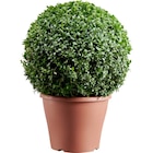 Buis boule à 19,99 € dans le catalogue Carrefour