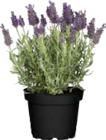 Aktuelles Schopflavendel Angebot bei Globus-Baumarkt in Mönchengladbach ab 3,99 €