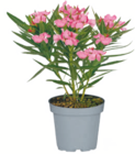 Oleander im toom Baumarkt Prospekt Oleander von im aktuellen toom Baumarkt Prospekt fĂŒr 12,99 âŹ