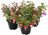 Fuchsie Angebote bei REWE Suhl für 1,99 €
