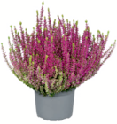 Knospenheide GardenGirls von Garden Girls für 2,29 € bei toom Baumarkt im Angebot Knospenheide GardenGirls von Garden Girls im aktuellen toom Baumarkt Prospekt