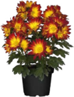 Chrysanthemen im Angebot bei Globus-Baumarkt in Düsseldorf Chrysanthemen Angebote bei Globus-Baumarkt Düsseldorf für 2,99 €