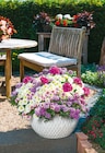 Hagebaumarkt Nackenheim - Trio-Ampel 'Confetti Garden' Angebot im Prospekt Trio-Ampel 'Confetti Garden' bei Hagebaumarkt im Nackenheim Prospekt für 19,99 €