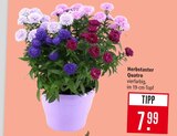 Aktuelles Herbstaster Quatro Angebot bei Marktkauf in Offenbach (Main) ab 7,99 €