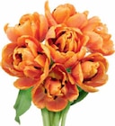 Tulpen Harlekin Angebote bei Netto Marken-Discount Altenburg für 3,69 €