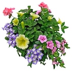 REWE Wedemark - Sommerarrangement Angebot im Prospekt Sommerarrangement bei REWE im Wedemark Prospekt für 6,99 €