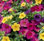 Minipetunie Angebote bei toom Baumarkt Freiberg für 3,69 €