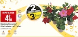 Bricorama Pantin - Promo Dipladénia Diamantina Promo Dipladénia Diamantina à 4,50 € dans le catalogue Bricorama à Pantin