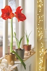 Amaryllis 2 tiges - Intermarché Hyper Amaryllis 2 tiges à 6,99 € dans le catalogue Intermarché Hyper
