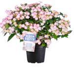 Aktuelles Hortensie 'Bloombuster' Angebot bei OBI in Aachen ab 27,99 €