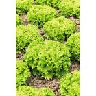 Salade Bio dans le catalogue Carrefour