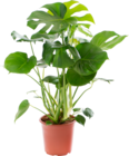 MONSTERA - SANS MARQUE en promo chez Auchan Hypermarché Calais à 12,99 €