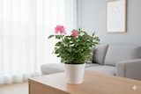 Plantes fleuries en promo à 2,49 € chez Carrefour Plantes fleuries dans le catalogue Carrefour