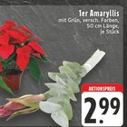 1er Amaryllis bei EDEKA im Bergisch Gladbach Prospekt für 2,99 €