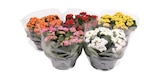Coupe de kalanchoe à Carrefour dans Magnieu Coupe de kalanchoe à Carrefour dans Magnieu