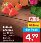 Erdbeerpflanzen Angebote bei Netto Marken-Discount Braunschweig für 4,99 €