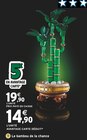 Le bambou de la chance - Intermarché Super à Montpellier Le bambou de la chance en promo chez Intermarché Super Montpellier à 14,90 €
