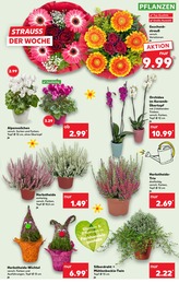 Pflanzen im Kaufland Prospekt in Iserlohn Aktueller Kaufland Prospekt mit Pflanzen, "Aktuelle Angebote", Seite 5