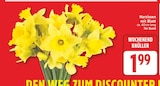 Narzissen mit Blatt im aktuellen EDEKA Prospekt